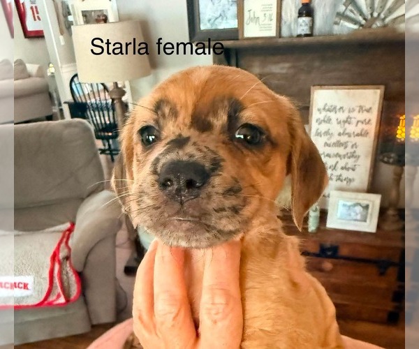 Medium Photo #2 Golden Dox Puppy For Sale in Roxboro, NC, USA