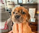 Small #1 Golden Dox