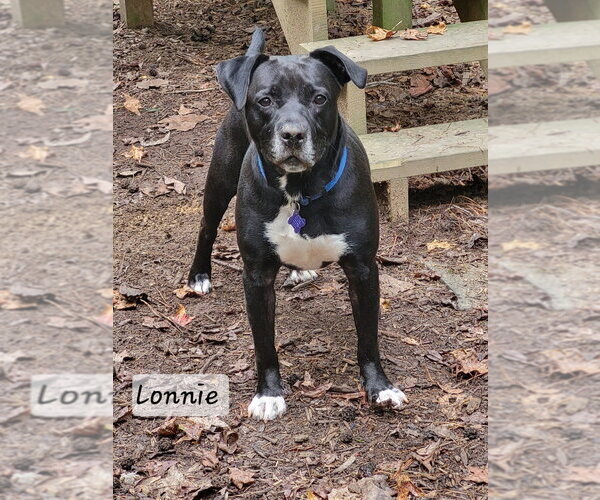 Medium Photo #19 Labrador Retriever-Unknown Mix Puppy For Sale in Ellijay, GA, USA
