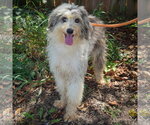 Small #2 Australian Shepherd Mix