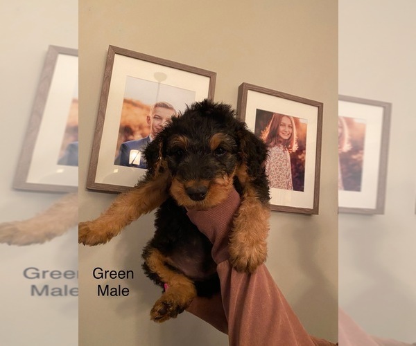 Medium Photo #9 Airedale Terrier Puppy For Sale in LENEXA, KS, USA