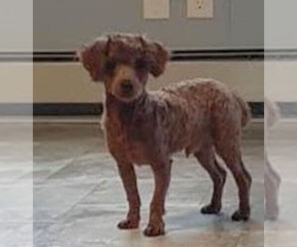 Medium Photo #1 Poodle (Toy) Puppy For Sale in GREENCASTLE, PA, USA