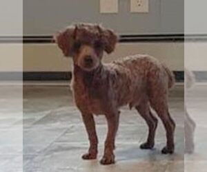 Father of the Poodle (Toy) puppies born on 01/02/2026