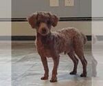 Small Photo #1 Poodle (Toy) Puppy For Sale in GREENCASTLE, PA, USA