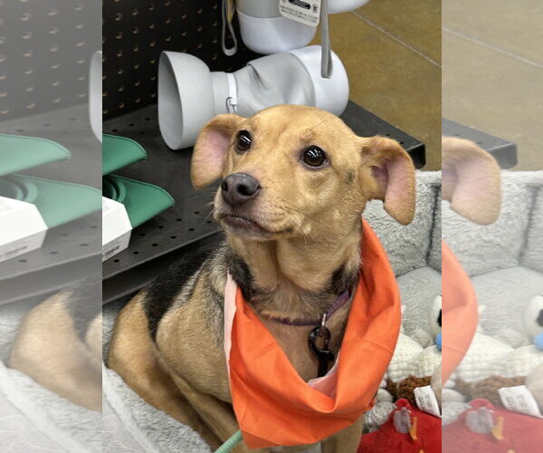 Medium Photo #6 Jack-A-Bee Puppy For Sale in Rootstown, OH, USA