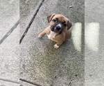 Small Photo #2 Bullypit-German Shepherd Dog Mix Puppy For Sale in BUFFALO, NY, USA