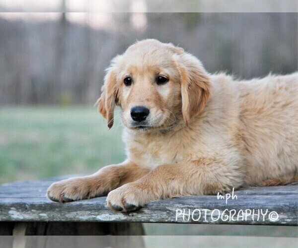 Medium Photo #5 Golden Retriever Puppy For Sale in LIBERTY, KY, USA