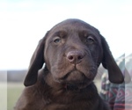 Small Photo #9 Labrador Retriever Puppy For Sale in MANSFIELD, MO, USA