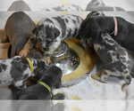 Small Photo #4 Great Dane Puppy For Sale in DANIELSON, CT, USA