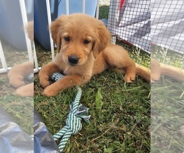 Medium Photo #1 Golden Retriever Puppy For Sale in SALISBURY, NC, USA