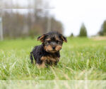 Small Photo #7 Yorkshire Terrier Puppy For Sale in WARSAW, IN, USA