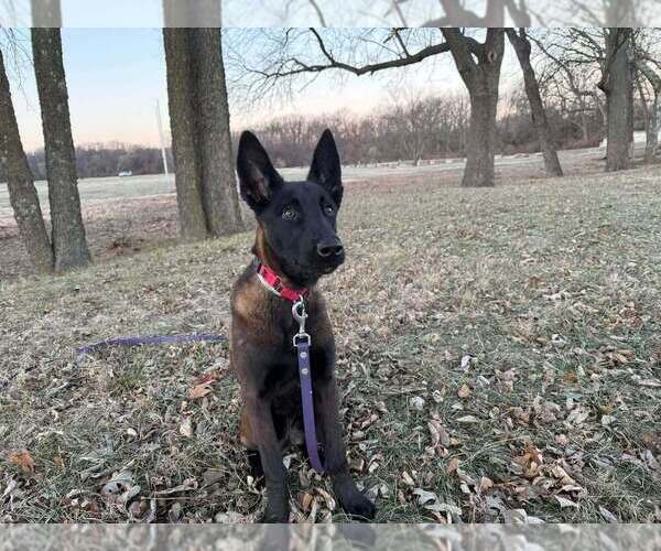 Medium Photo #1 Mutt Puppy For Sale in Imlay City, MI, USA