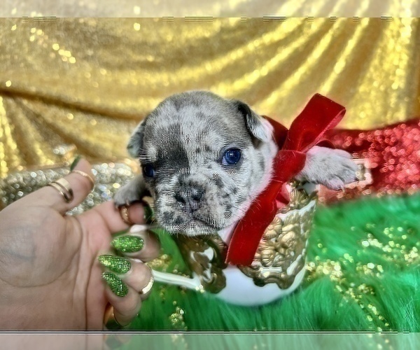 Medium Photo #24 French Bulldog Puppy For Sale in HAYWARD, CA, USA
