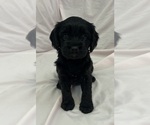 Small Photo #3 Cavapoo Puppy For Sale in PENSACOLA, FL, USA
