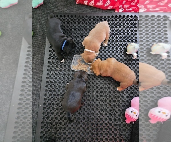 Medium Photo #7 American Bully Puppy For Sale in PADUCAH, KY, USA