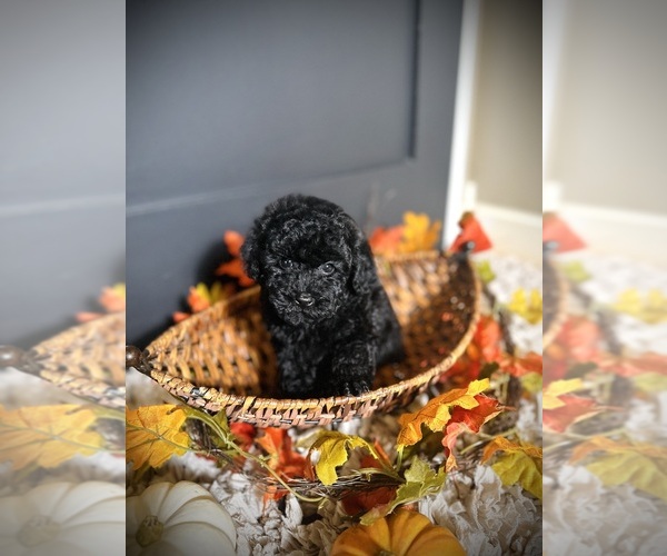 Medium Photo #2 Poodle (Toy) Puppy For Sale in CROSSVILLE, TN, USA
