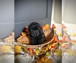 Small #1 Poodle (Toy)