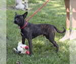 Small #1 Boston Terrier