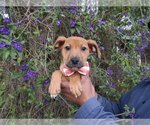Small Photo #1 Spaniel-Unknown Mix Puppy For Sale in San Diego, CA, USA