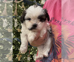 Puppy Spot Shih Tzu