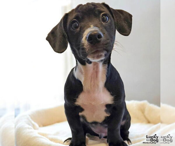 Medium Photo #1 Chihuahua-Unknown Mix Puppy For Sale in Washington, DC, USA