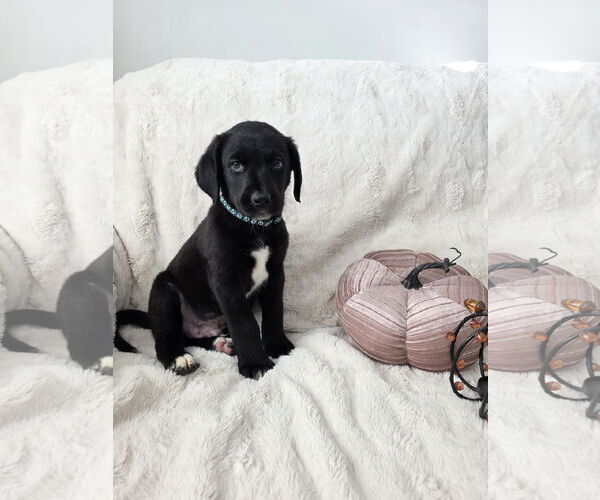 Medium Photo #1 Border-Aussie Puppy For Sale in MIDWAY, UT, USA