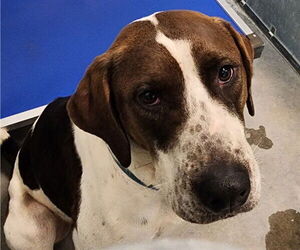 American Foxhound Dogs for adoption in Tavares, FL, USA