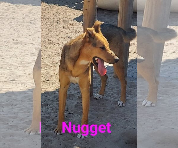 Medium Photo #4 German Shepherd Dog-Unknown Mix Puppy For Sale in Mexia , TX, USA