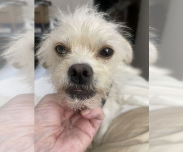 Medium Photo #3 Pomeranian-Unknown Mix Puppy For Sale in Bellevue, WA, USA