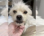 Small #2 Pomeranian Mix
