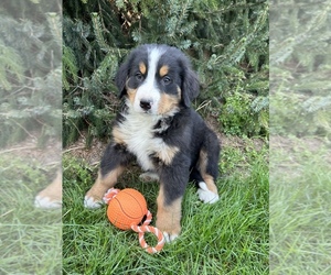 Bernese Mountain Dog Puppy for sale in MIDDLEBURY, IN, USA