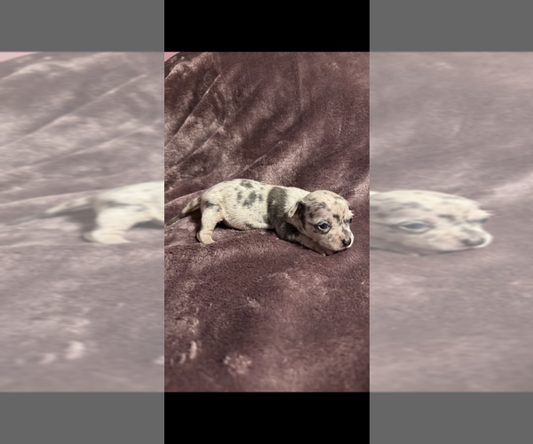 Medium Photo #15 Chihuahua Puppy For Sale in DALLAS, TX, USA