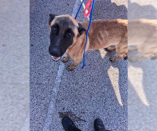 Medium Photo #1 German Shepherd Dog-Unknown Mix Puppy For Sale in Houston, TX, USA