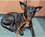 Small #2 American Pit Bull Terrier Mix