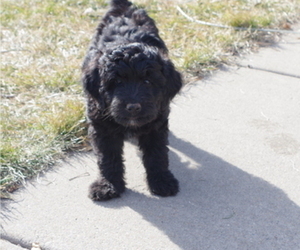 Aussiedoodle Miniature  Puppy for sale in BELLE PLAINE, MN, USA