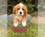Small #3 Cavalier King Charles Spaniel-Miniature Bernedoodle Mix