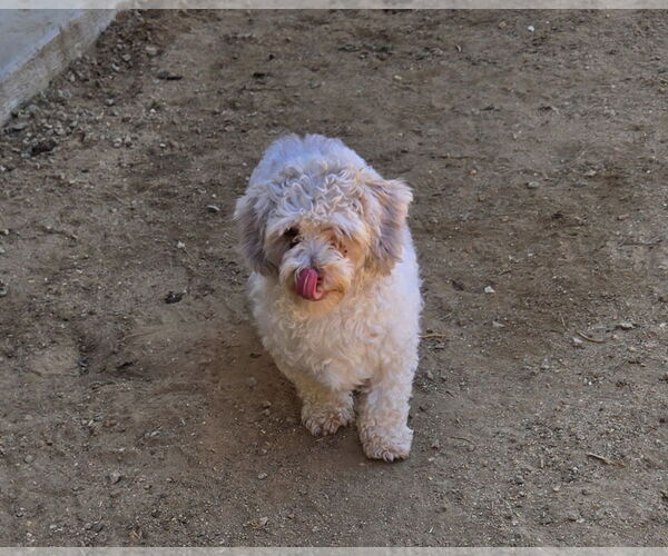Medium Photo #8 Poodle (Miniature)-Unknown Mix Puppy For Sale in Fallbrook, CA, USA