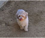 Small #7 Poodle (Miniature) Mix