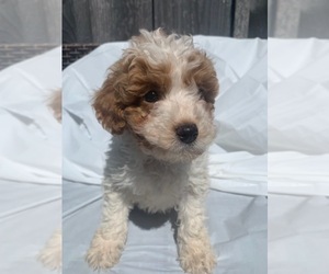 Cavapoo Puppy for Sale in SYRACUSE, New York USA