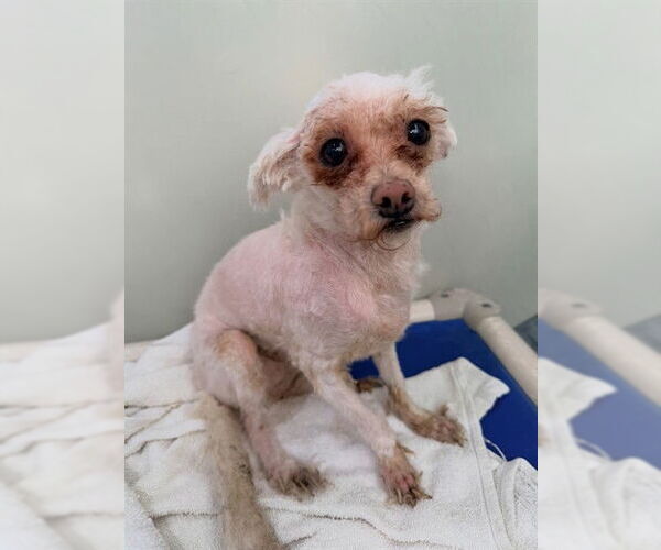 Medium Photo #1 Mal-Shi Puppy For Sale in Forestville, MD, USA