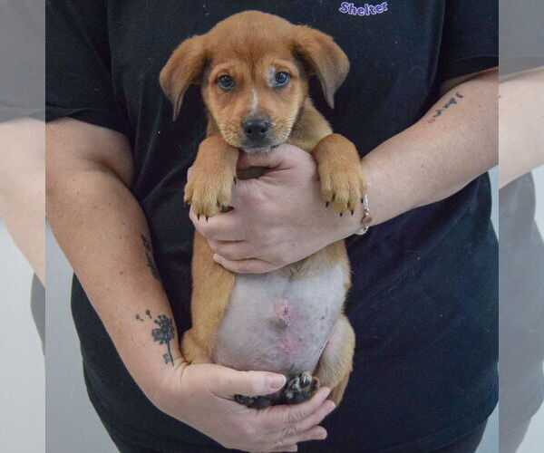 Medium Photo #3 German Shepherd Dog-Unknown Mix Puppy For Sale in Huntley, IL, USA