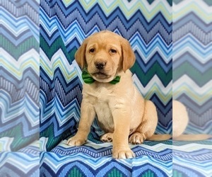 Labrador Retriever Puppy for sale in LITITZ, PA, USA