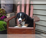 Small #3 Bernese Mountain Dog