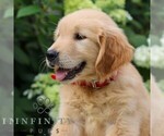 Small #1 Golden Retriever
