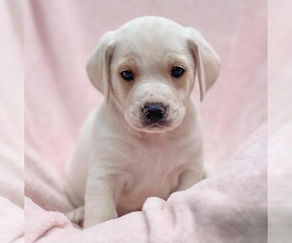 Medium Photo #1 Labrador Retriever-Unknown Mix Puppy For Sale in San Diego, CA, USA