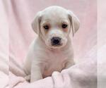 Small Labrador Retriever Mix