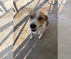 Clementine - Female Coonhound-Unknown Mix Dog for Adoption - Photo #3