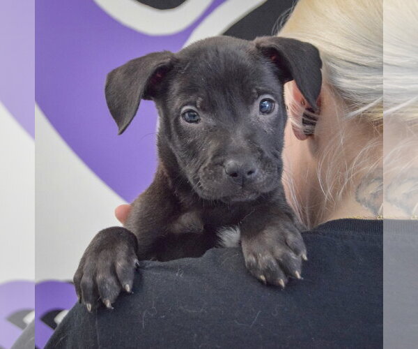 Medium Photo #6 American Staffordshire Terrier-Boxer Mix Puppy For Sale in Huntley, IL, USA