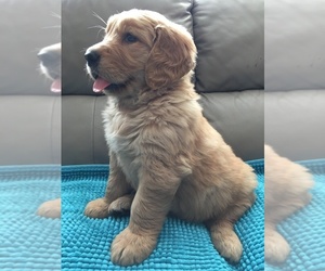 Golden Retriever Puppy for sale in SANTA ANA, CA, USA