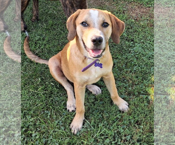 Medium Photo #2 Mountain Cur-Unknown Mix Puppy For Sale in Cookeville, TN, USA